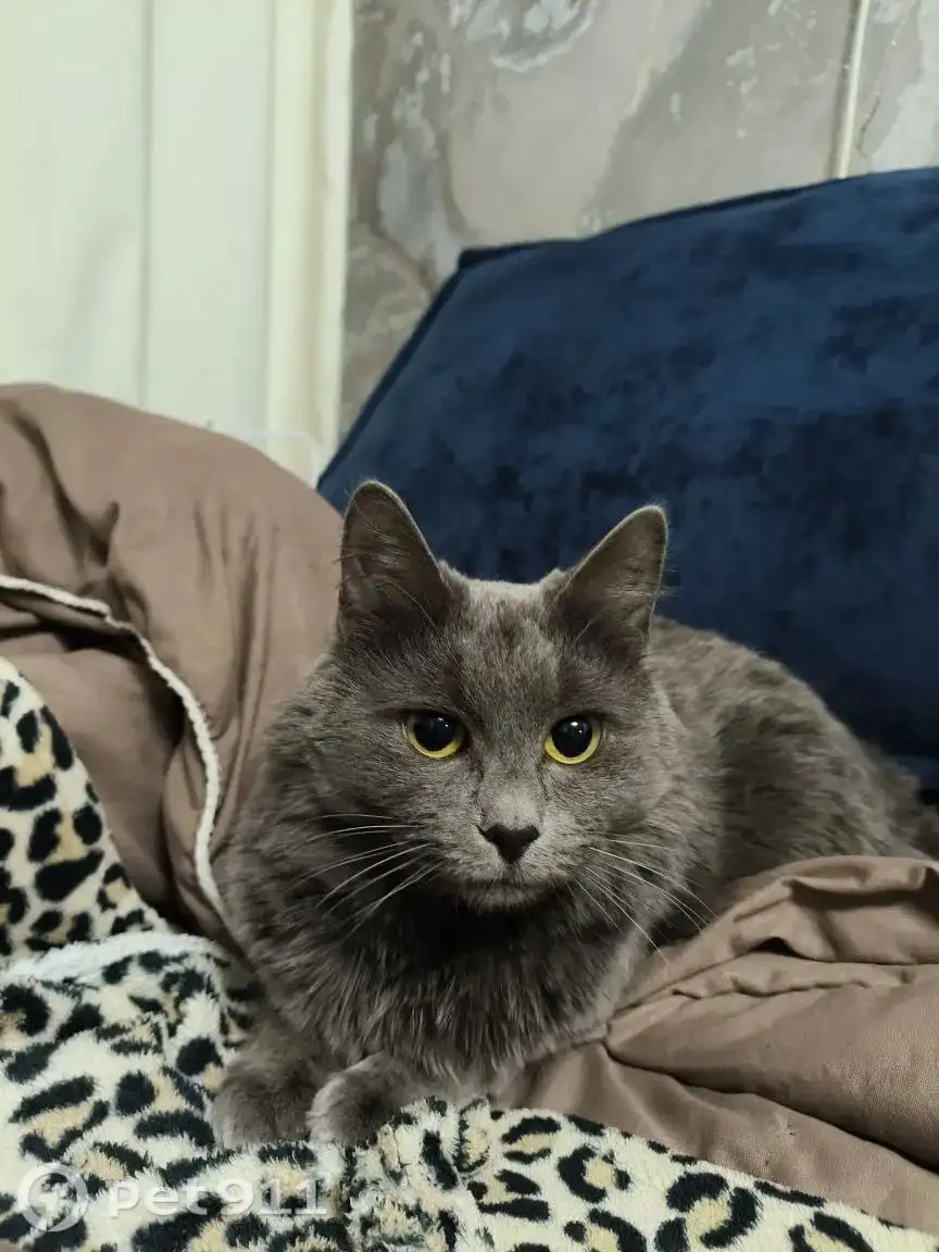 Пропала кошка породы нибелунг - Кошки (Животные) в Энгельс