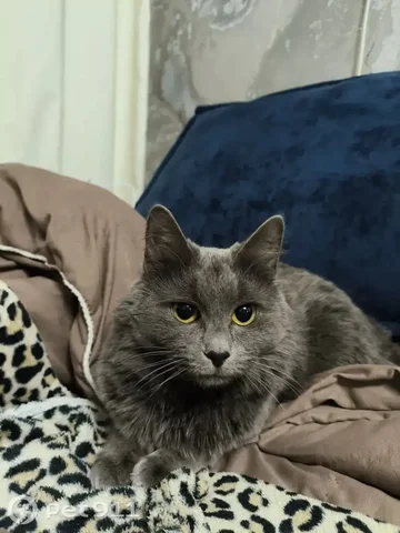 Пропала кошка породы нибелунг - Животные в Энгельс