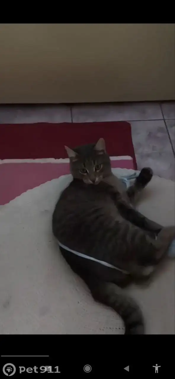 Пропала кошка Вася в Саратове - Потерянные животные (Животные) в Саратов