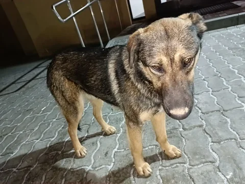 Потерянное животное в Энгельсе - Животные в Энгельс