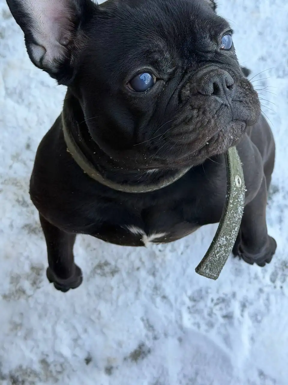 Пропала слепая собака по кличке Маха - Собаки (Животные) в Саратов