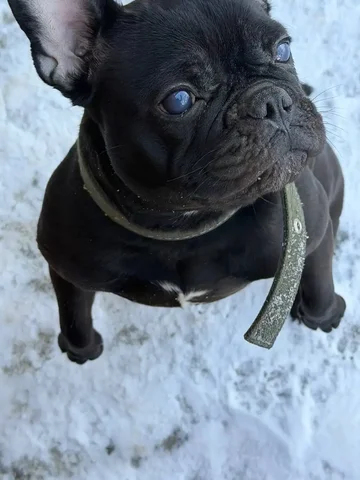 Пропала слепая собака по кличке Маха - Потерянные/найденные в Саратов