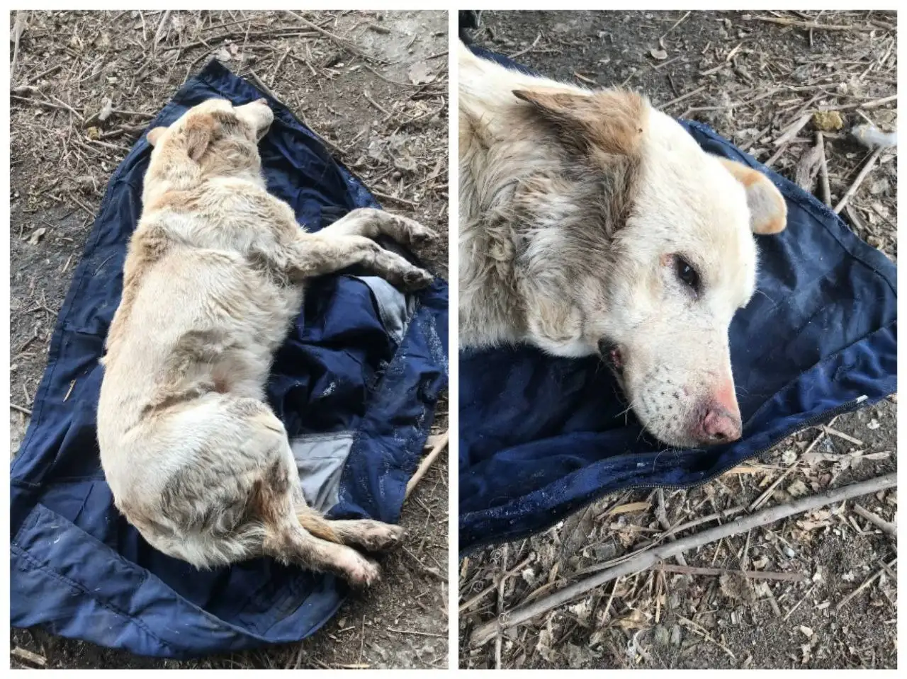 Экстренный сбор на спасение бездомного пса в Саратове - Животные в Саратов