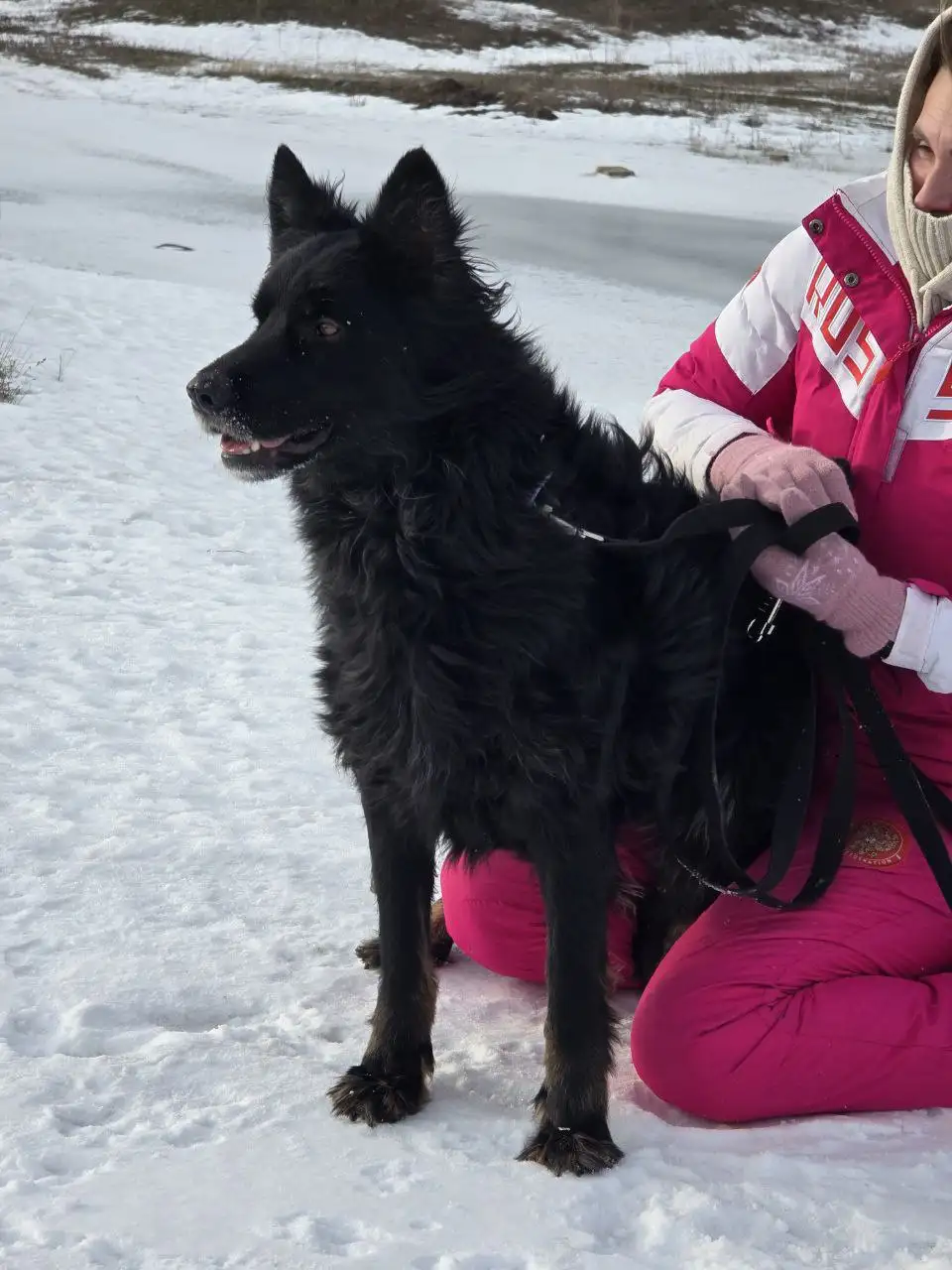 Сбор средств на передержку собаки Ночки - Скот в Саратов