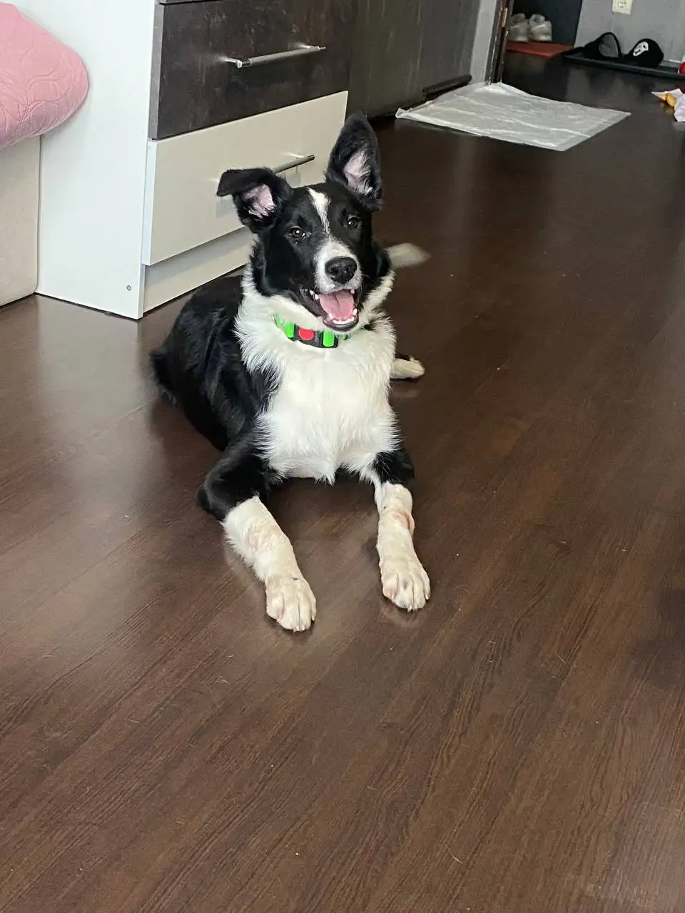 Передержка собаки Тима с медицинским уходом - Собаки (Животные) в Саратов