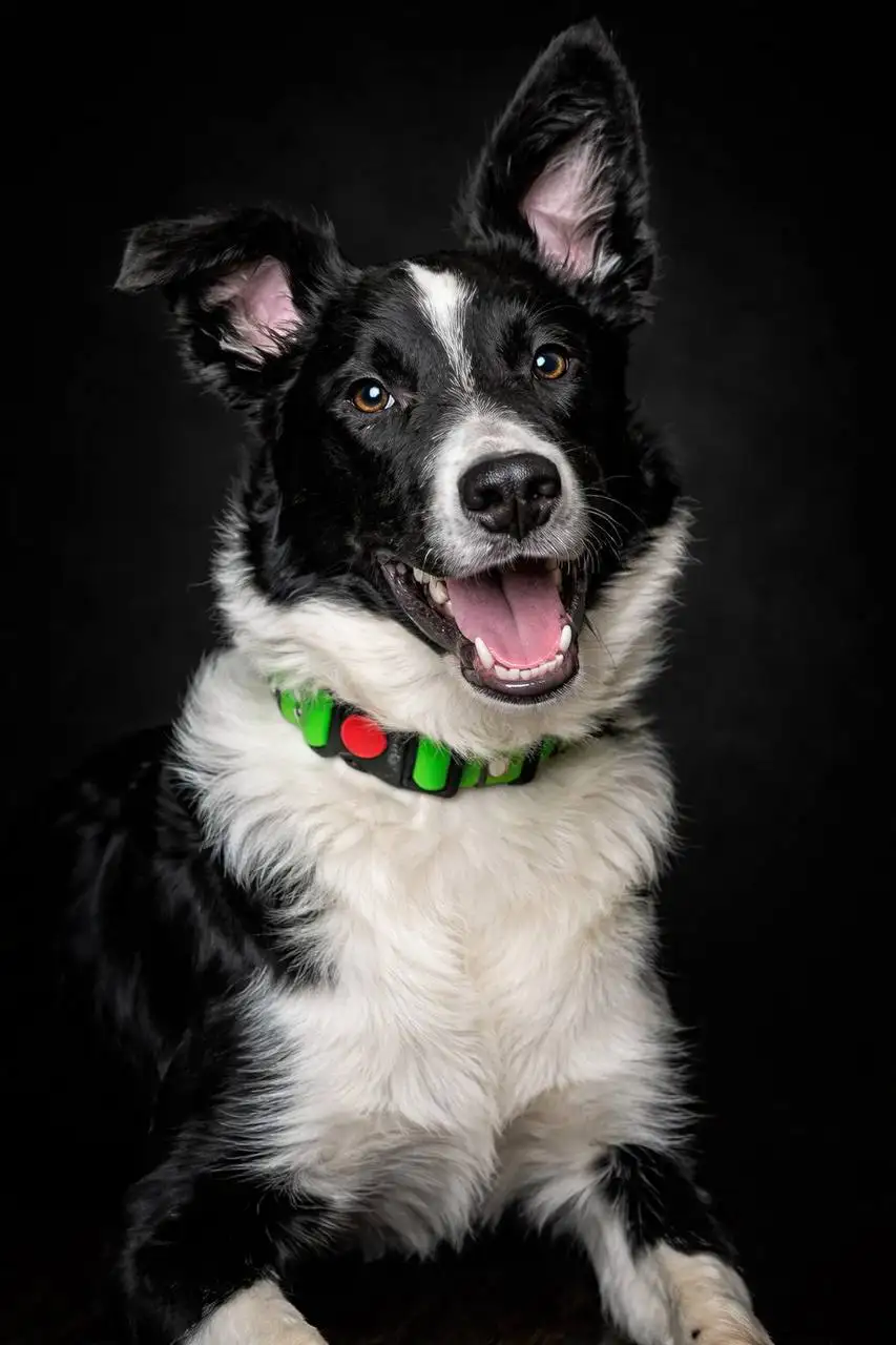 Передержка собаки Тима с медицинским уходом - Собаки (Животные) в Саратов