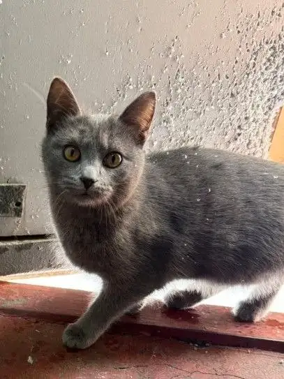 Поиск дома для котенка в Калининске - Кошки (Животные) в Калининск