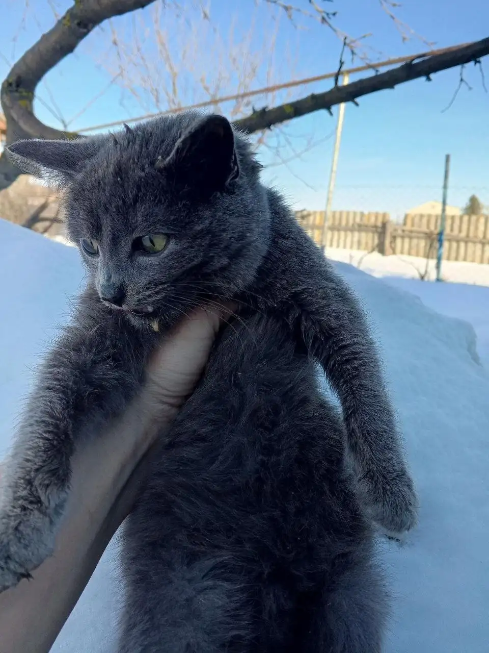 Поиск дома для котенка в Калининске - Кошки (Животные) в Калининск