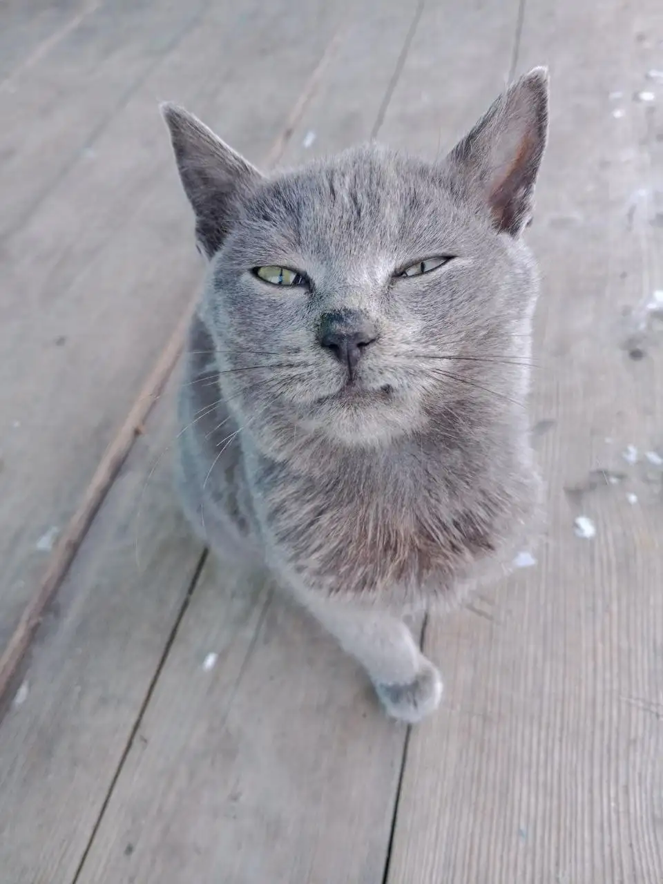 Поиск дома для котенка в Калининске - Кошки (Животные) в Калининск