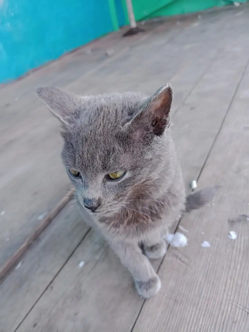 Поиск дома для котенка в Калининске - Кошки (Животные) в Калининск