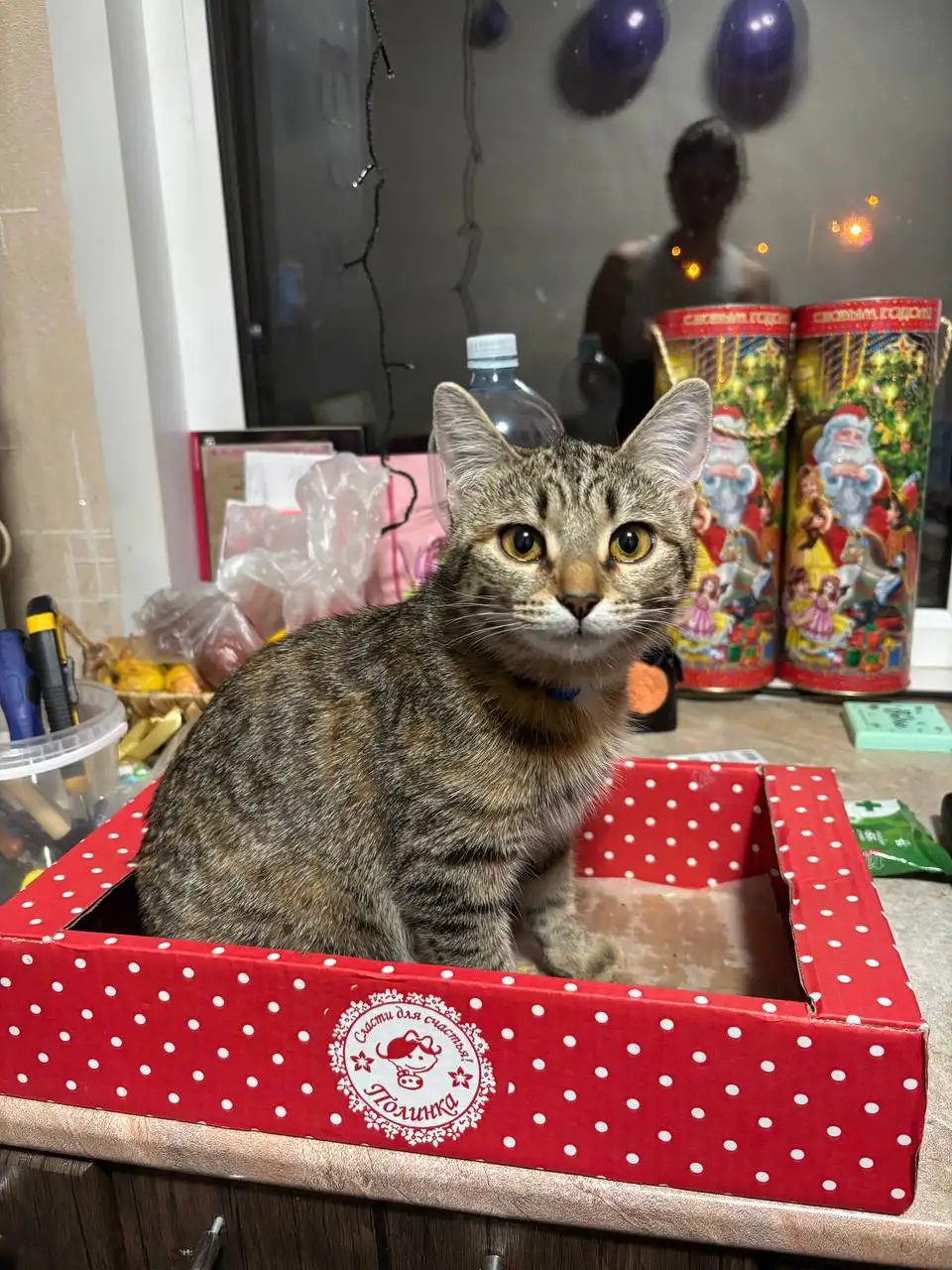 Потерялась кошка Кнопа в районе 22-го - Кошки (Животные) в Саратов