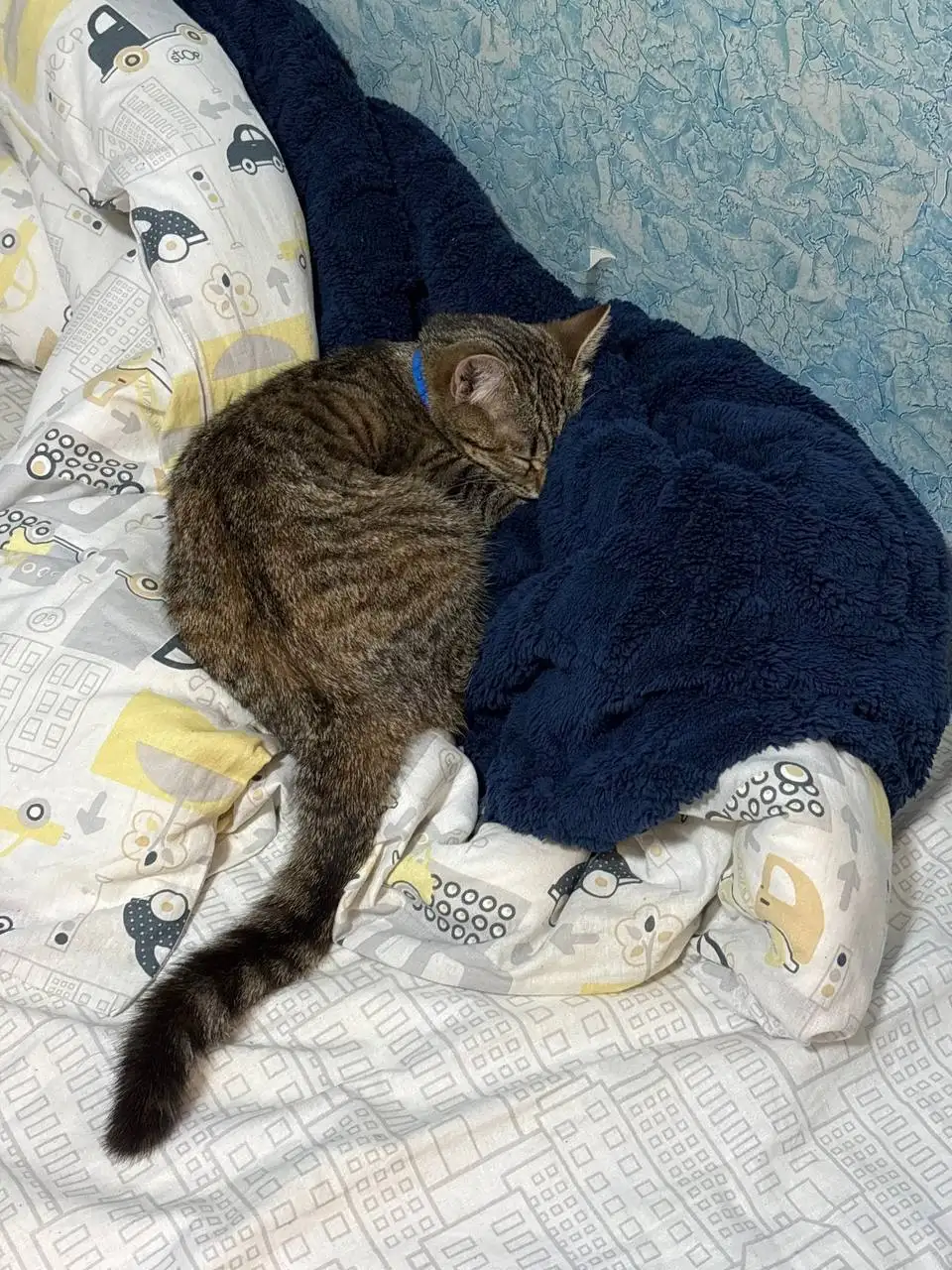 Потерялась кошка Кнопа в районе 22-го - Кошки (Животные) в Саратов