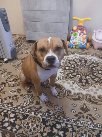 Пристрой собачки в Энгельсе - Скот в Энгельс