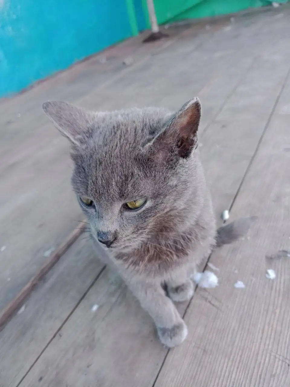 Потеряшки в Калининске/Саратове - Потерянные животные (Животные) в Калининск/Саратов