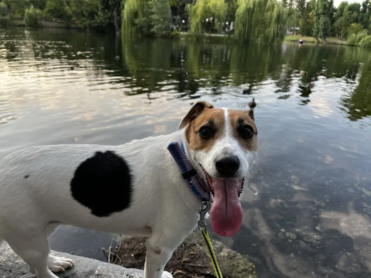 Пропала собака породы джек рассел терьер в Саратове - Собаки (Животные) в Саратов