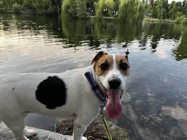 Пропала собака породы джек рассел терьер в Саратове - Скот в Саратов