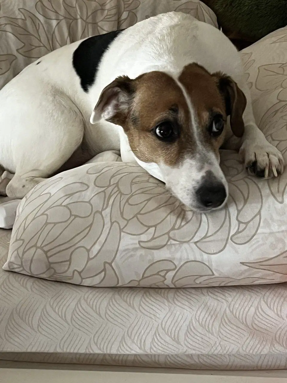 Пропала собака породы джек рассел терьер в Саратове - Собаки (Животные) в Саратов