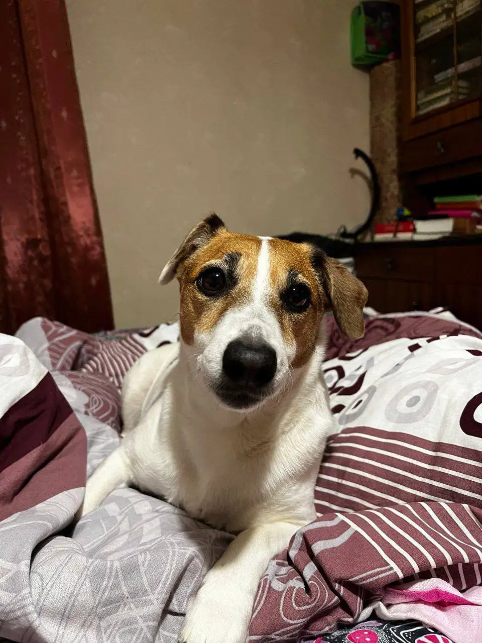 Пропала собака породы джек рассел терьер Черри в центре Саратова - Собаки (Животные) в Саратов