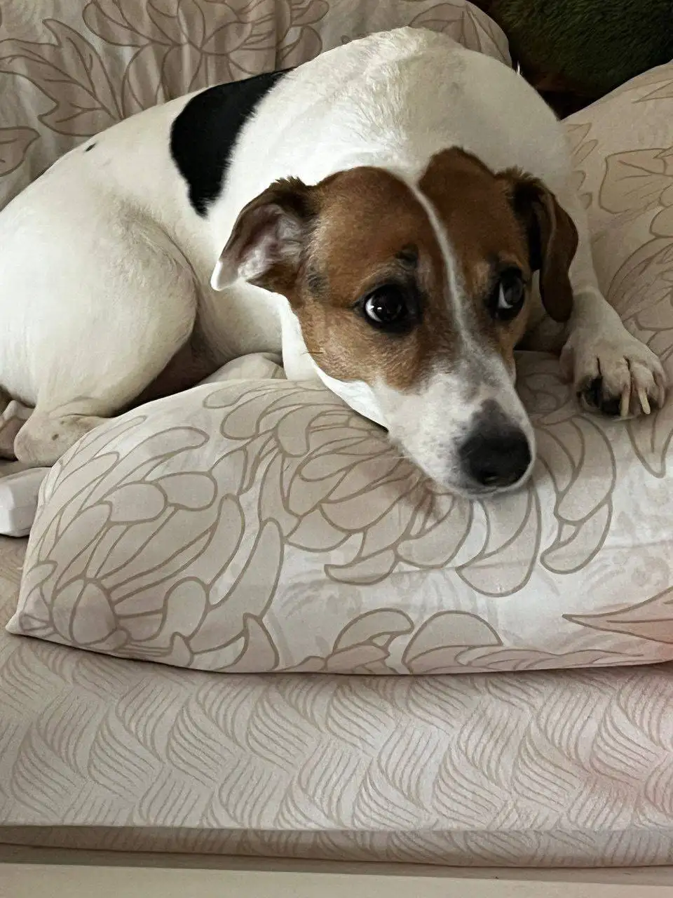 Пропала собака породы джек рассел терьер Черри в центре Саратова - Собаки (Животные) в Саратов