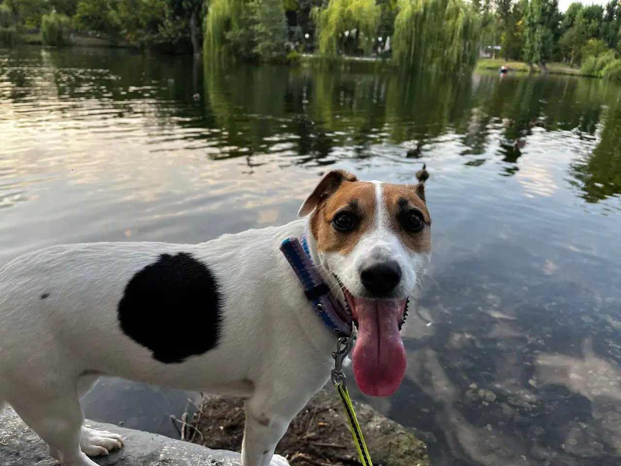 Пропала собака породы джек рассел терьер Черри в центре Саратова - Собаки (Животные) в Саратов