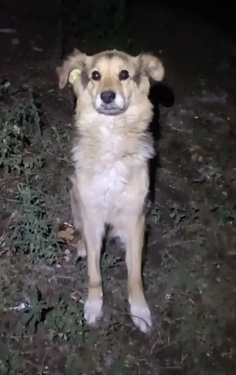 Пропала собака Найда - Собаки (Животные) в Саратов