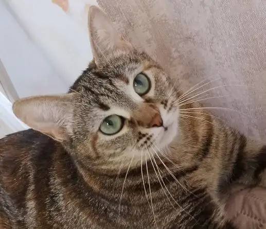 Пристрой кошки в Энгельсе - Кошки (Животные) в Энгельс