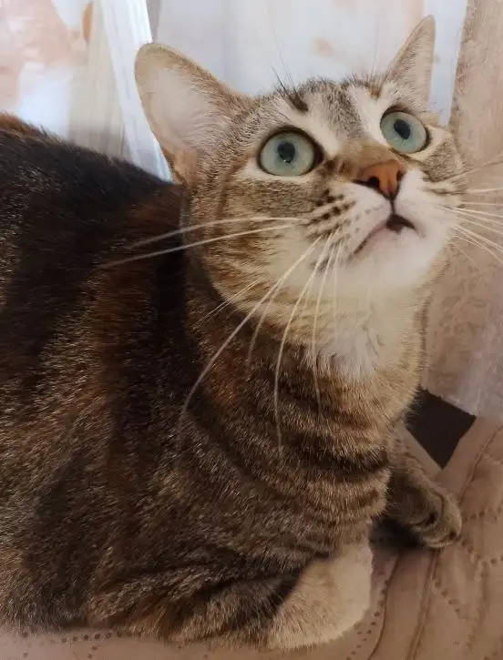 Пристрой кошки в Энгельсе - Кошки (Животные) в Энгельс