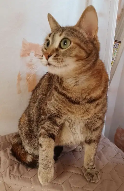 Пристрой кошки в Энгельсе - Кошки (Животные) в Энгельс