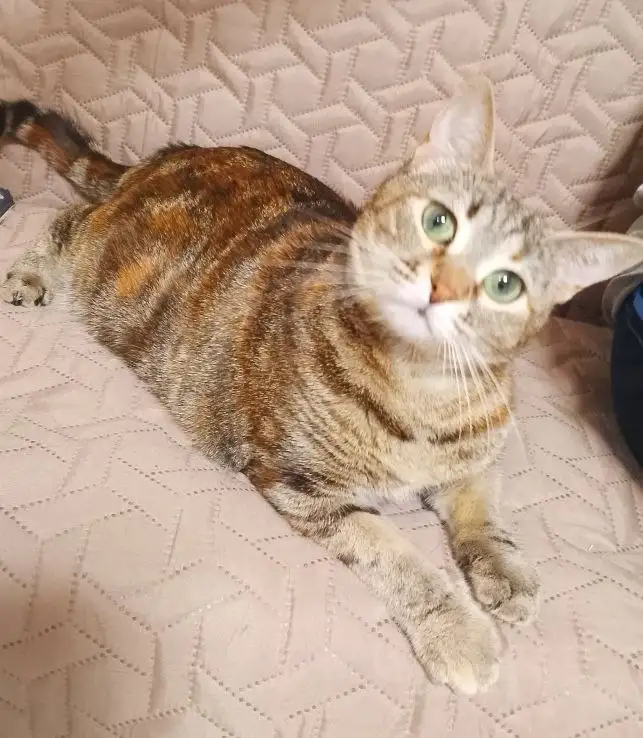 Пристрой кошки в Энгельсе - Кошки (Животные) в Энгельс