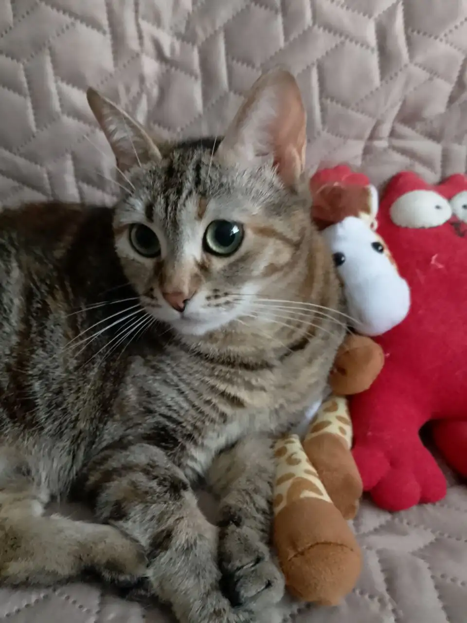 Пристрой кошки в Энгельсе - Кошки (Животные) в Энгельс