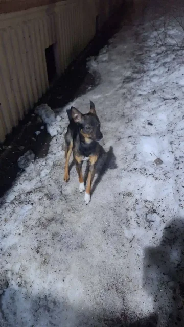 Срочно нужна передержка и куратор для найденного животного - Скот в Саратов