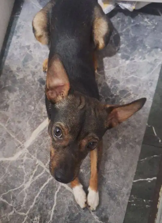 Срочно нужна передержка и куратор для найденного животного - Кошки или собаки (Животные) в Саратов