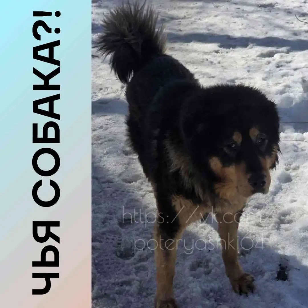 Найдена собака похожая на тибетского мастифа в Саратове - Собаки (Животные) в Саратов