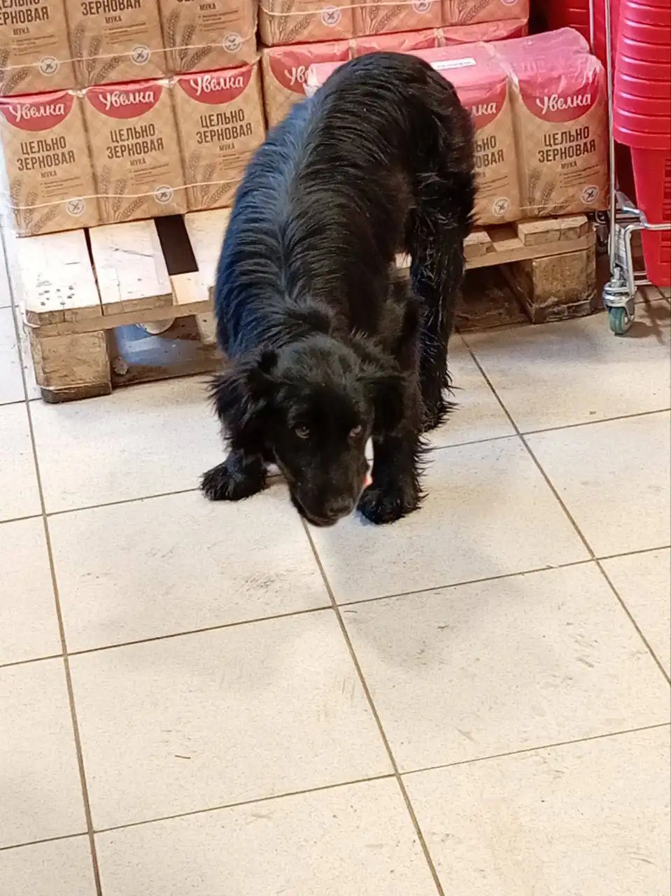 Найдена собака на Аткарской - Собаки (Животные) в Саратов