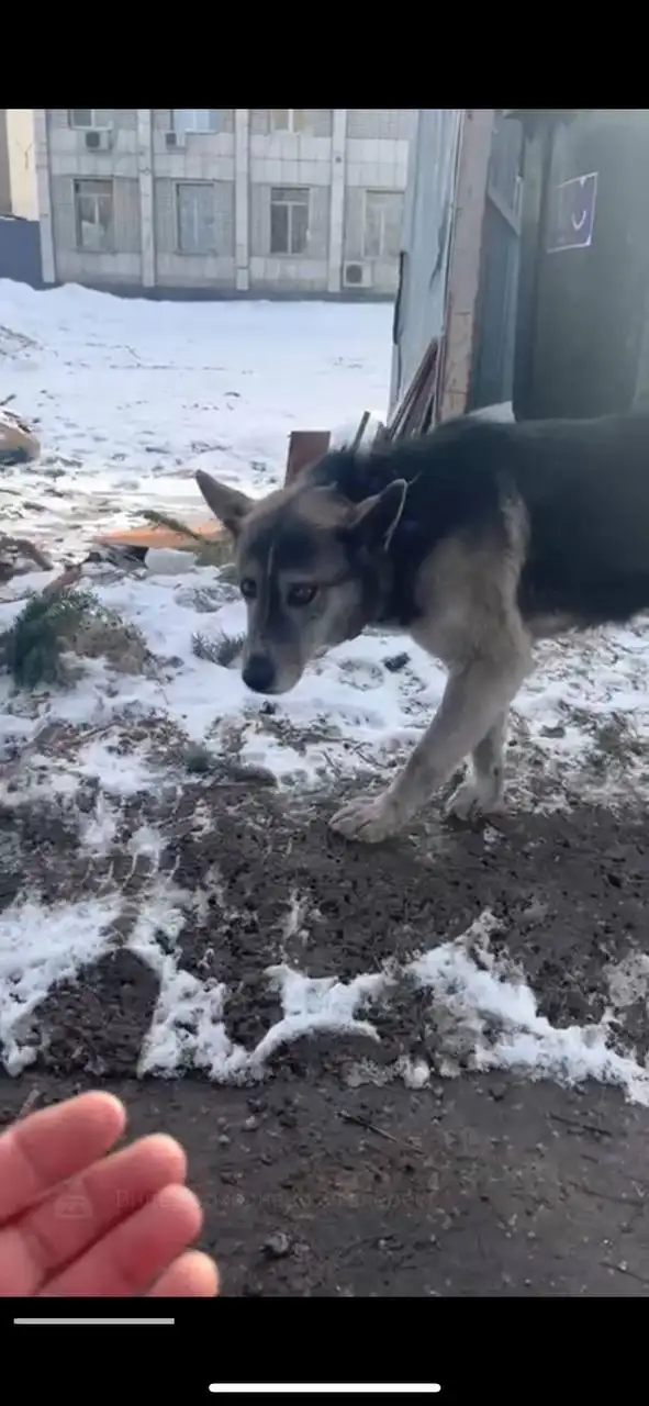 Найден синий ошейник в Энгельсе - Потеряшки (Животные) в Энгельс