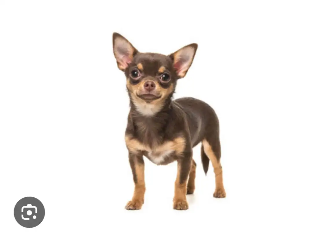 Потеряшка чихуахуа в Саратове - Собаки (Животные) в Саратов