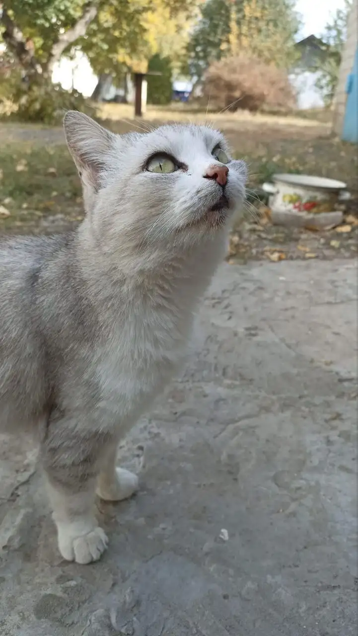 Кошечка Лиза ищет дом и заботливых хозяев - Кошки (Животные) в Калининск