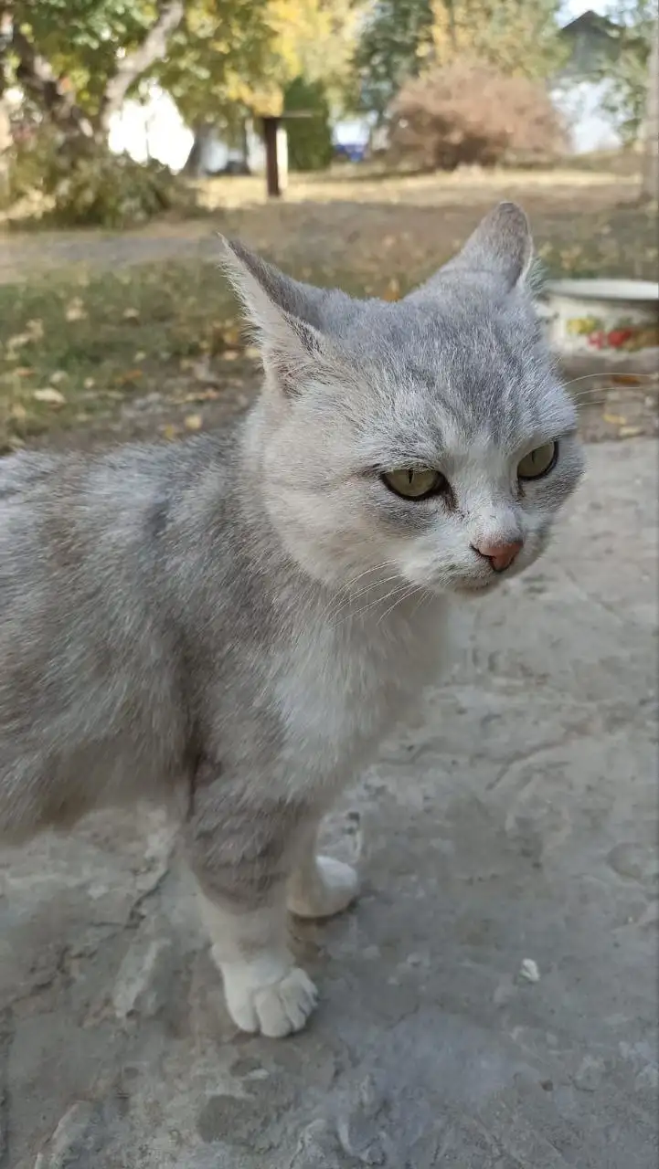 Кошечка Лиза ищет дом и заботливых хозяев - Кошки (Животные) в Калининск