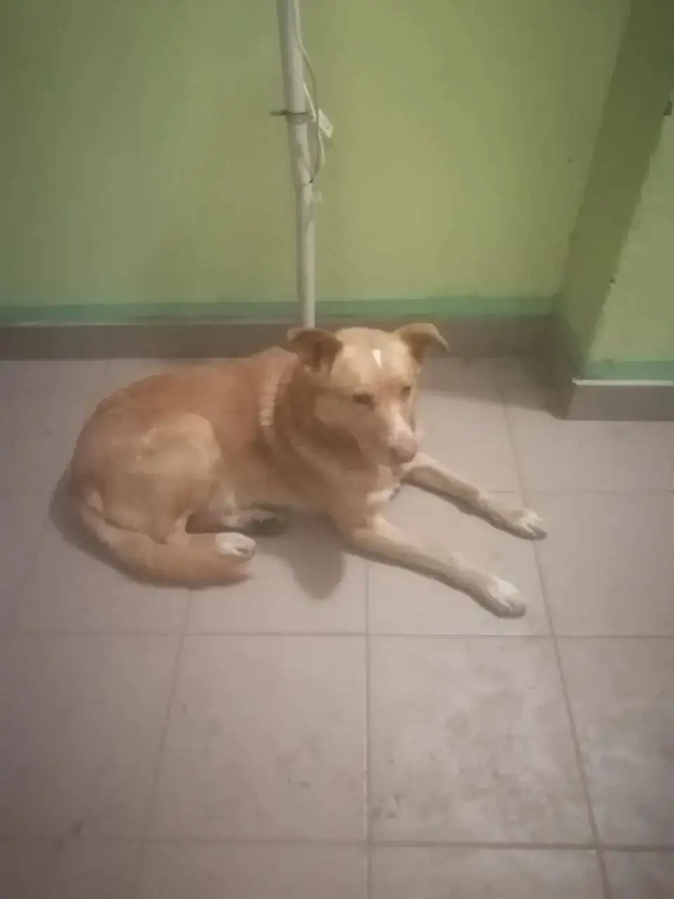 Пропала собака в Саратове на Соколовой горе - Потерянные животные в Саратов