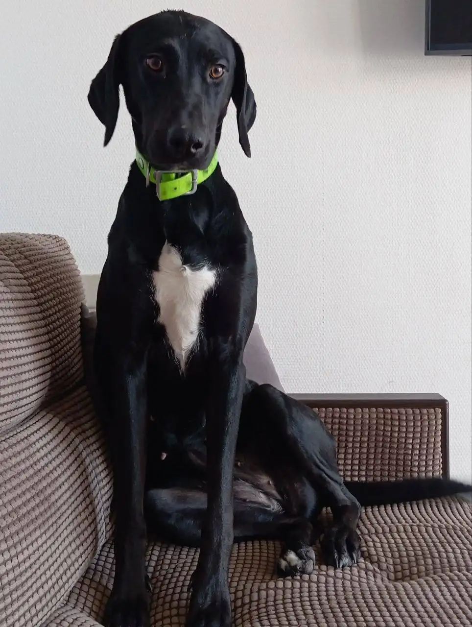 Бэкки ищет дом - Собаки (Животные) в Саратов