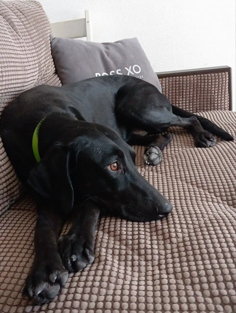 Бэкки ищет дом - Собаки (Животные) в Саратов