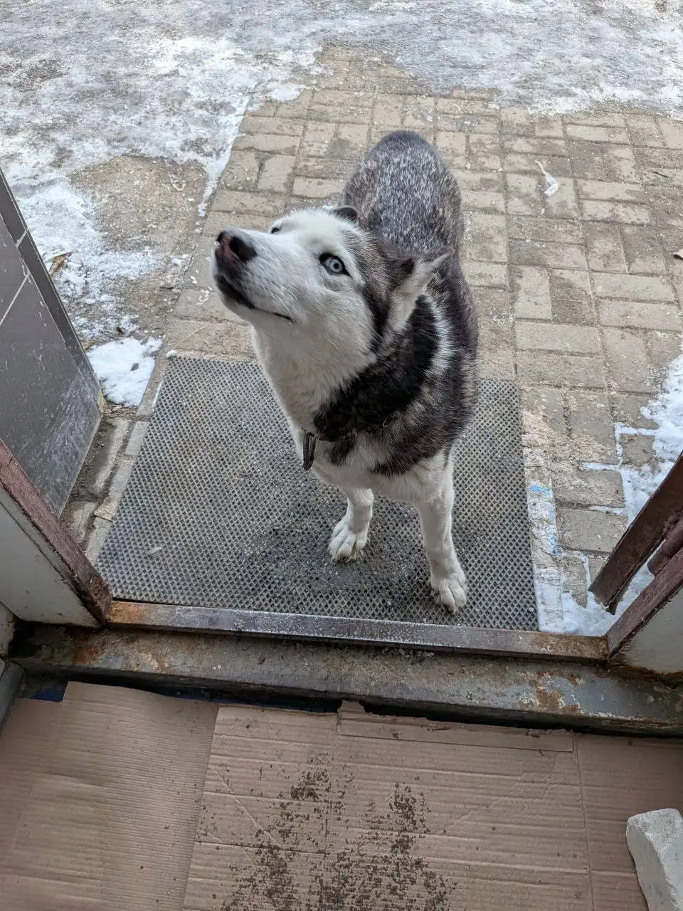Потерянная хаски в районе магазина Мясоруб - Собаки (Животные) в Саратов