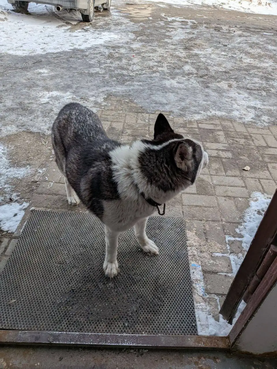 Потерянная хаски в районе магазина Мясоруб - Собаки (Животные) в Саратов
