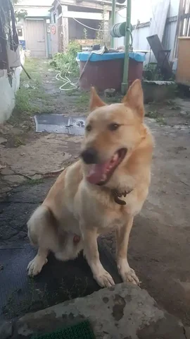 Пропала собака породы лайка - Скот в Саратов