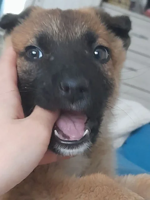 Спасение щенка в Саратове - Скот в Саратов