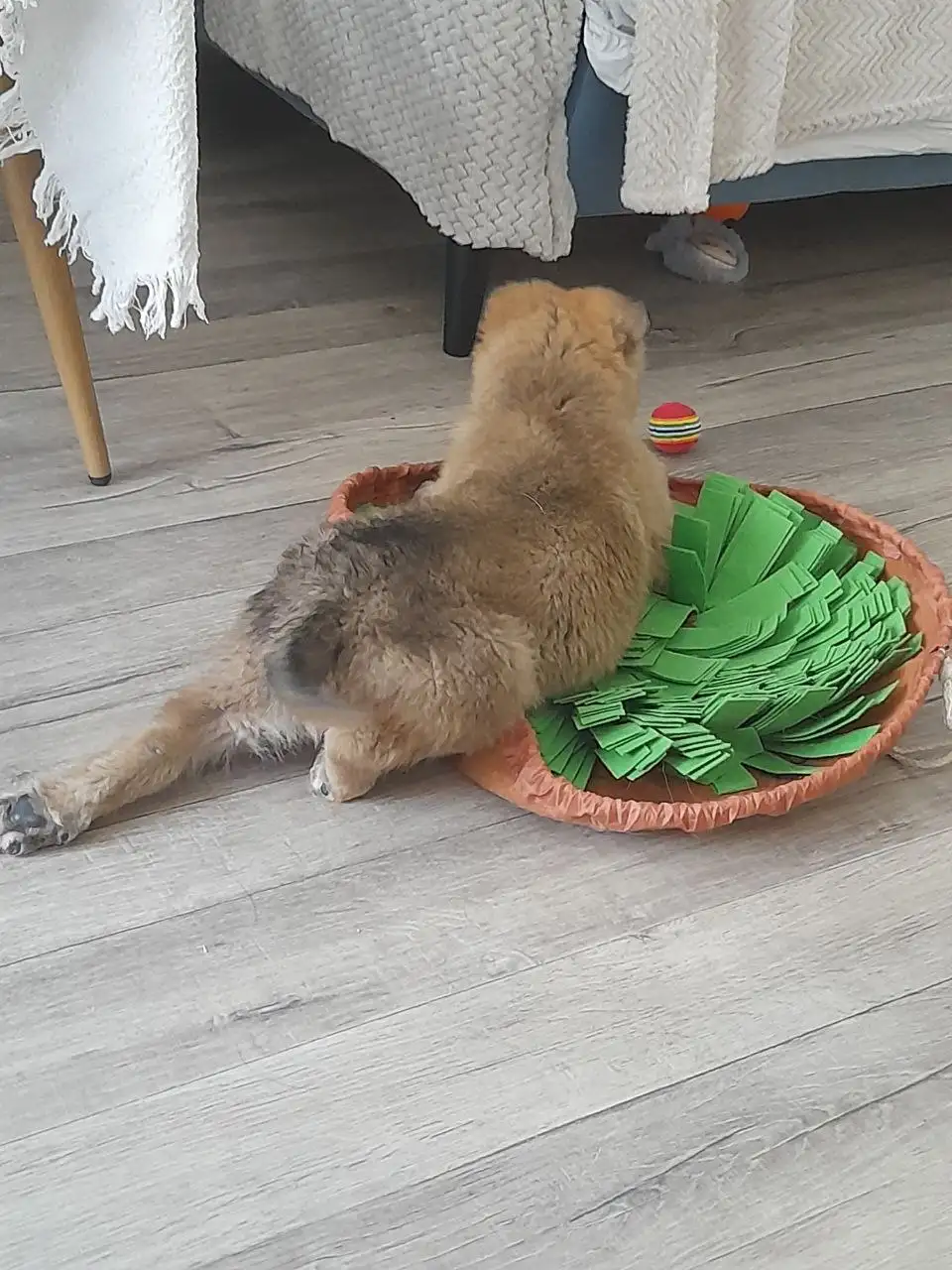 Спасение щенка в Саратове - Собаки (Животные) в Саратов