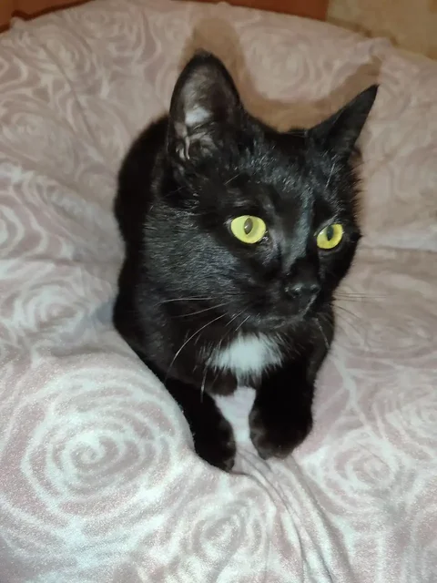 Ищу дом для котенка - Скот в Саратов