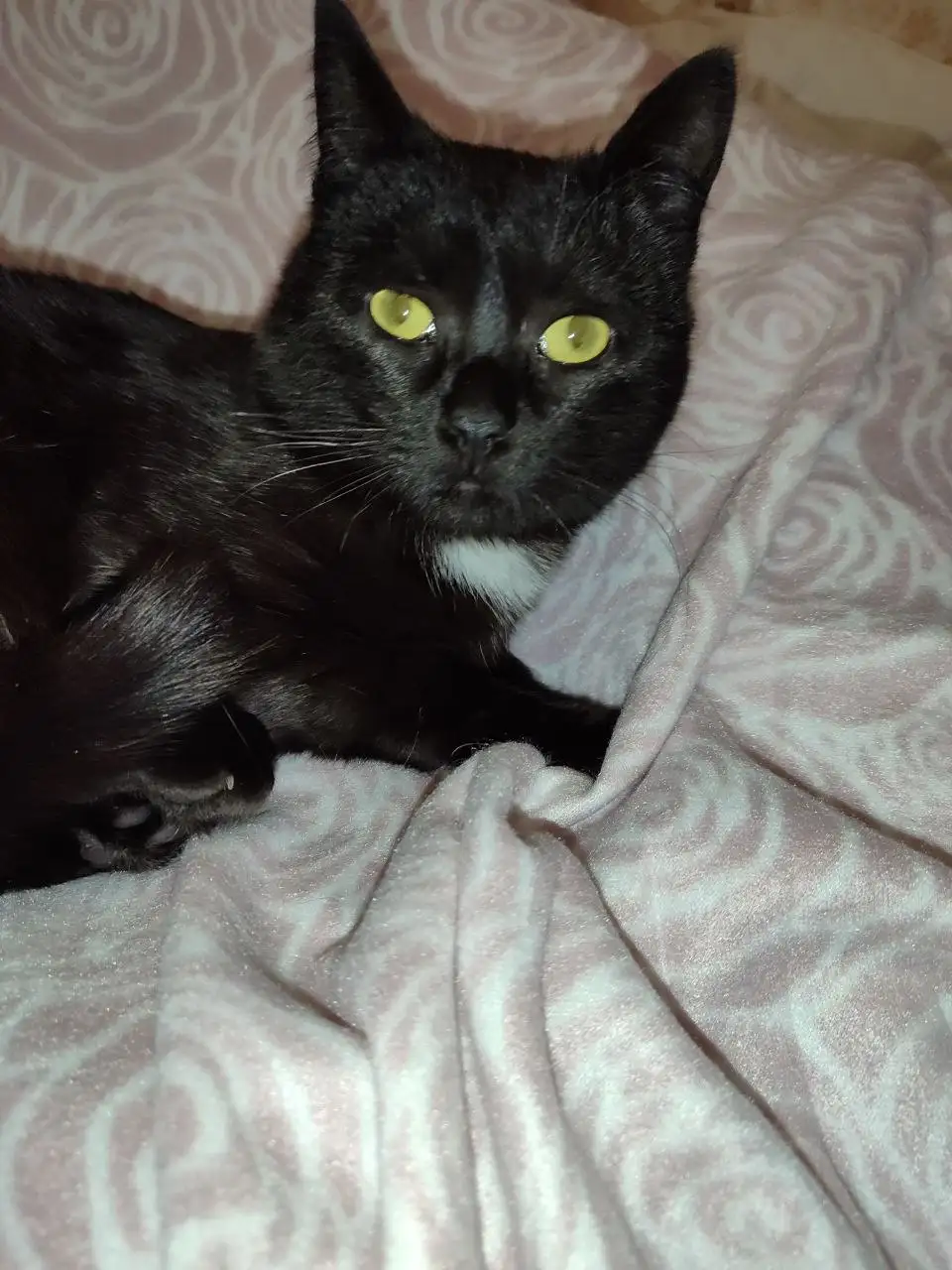 Ищу дом для котенка - Кошки (Животные) в Саратов