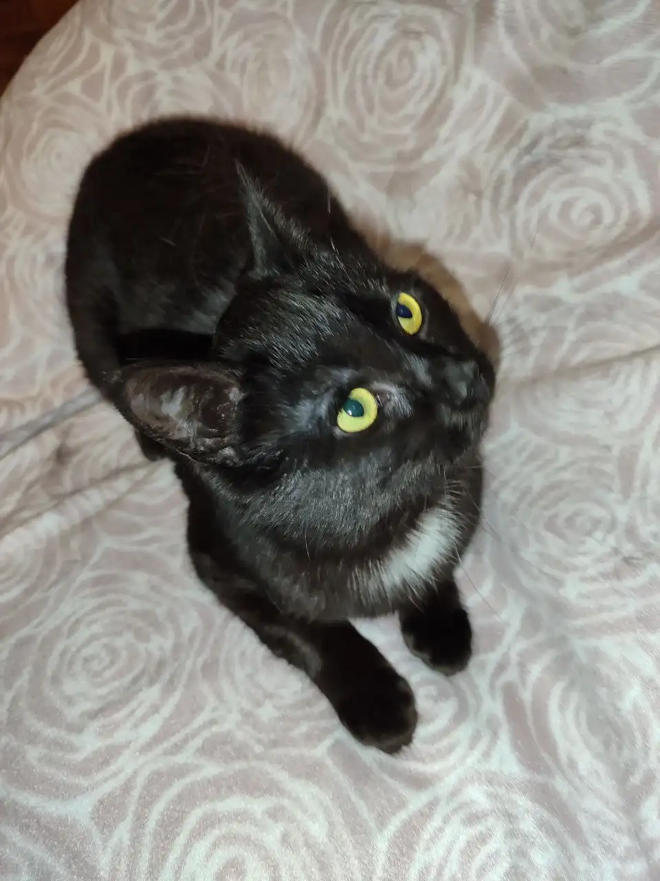 Ищу дом для котенка - Кошки (Животные) в Саратов