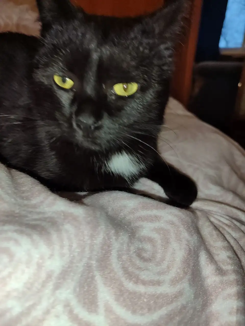 Ищу дом для котенка - Кошки (Животные) в Саратов